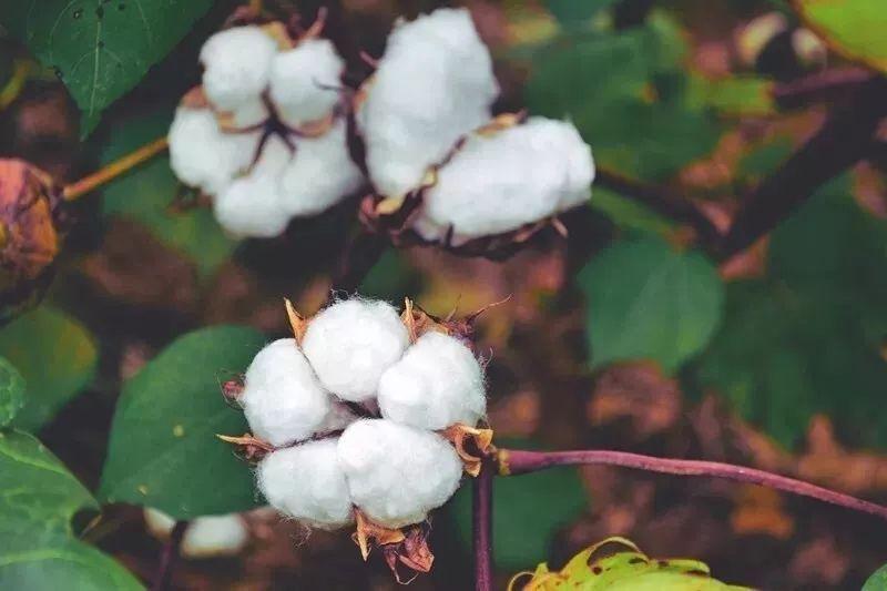 世界杯官网医纺